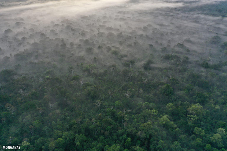 Mist rising from the Amazon rainforest at dawn. Photo by Rhett A. Butler for Mongabay.
