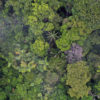 Rainforest in the Colombian Amazon