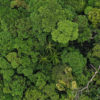 Aerial view of the Amazon rainforest canopy. Photo by Rhett A. Butler for Mongabay.