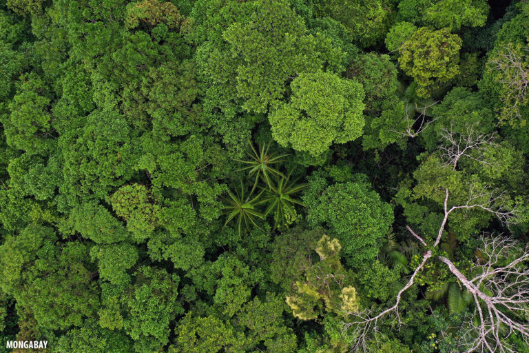 Aerial view of the Amazon rainforest canopy. Photo by Rhett A. Butler for Mongabay.