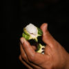 Cacao pod in Peru. Photo by Rhett A. Butler.