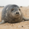 An Atlantic grey seal.