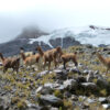 Llamas moving through the harsh post-glacial landscape below the Uruashraju glacier. Photo credit: Anaïs Zimmer