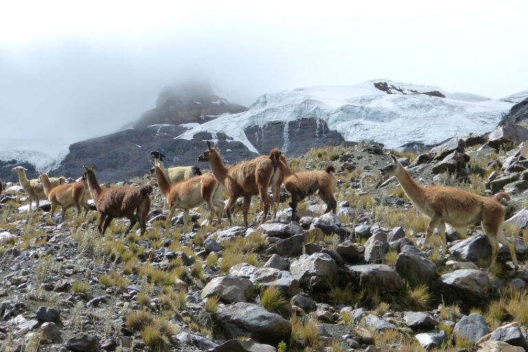 Llamas moving through the harsh post-glacial landscape below the Uruashraju glacier. Photo credit: Anaïs Zimmer