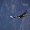 Andean Condor. Photo by Enrique Ortiz