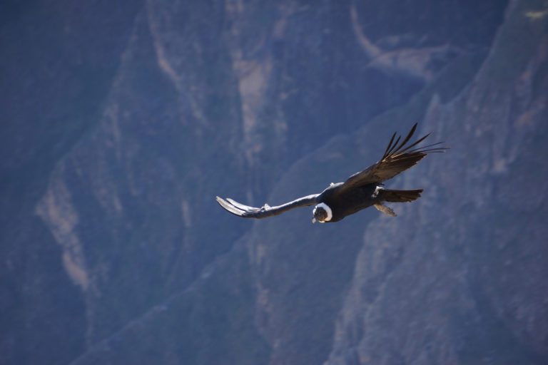 Andean Condor. Photo by Enrique Ortiz