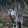 Wolf. Photo credit: Rhett A. Butler