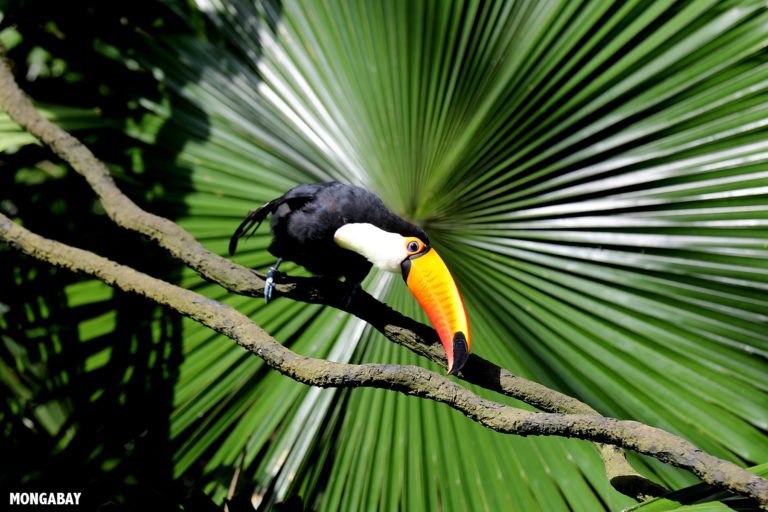 Toco toucan (Ramphastos toco). Photo credit: Rhett A. Butler