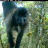 Grey-cheeked mangabey