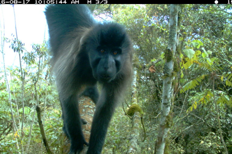 Grey-cheeked mangabey