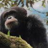 a western chimpanzee in a tree