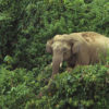 An Asian elephant in a forest in Bangladesh