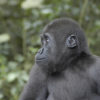 Baby western lowland gorilla, Cameroon. Image by Alan Duncan Hamilton via Flickr (CC BY-NC-ND 2.0)