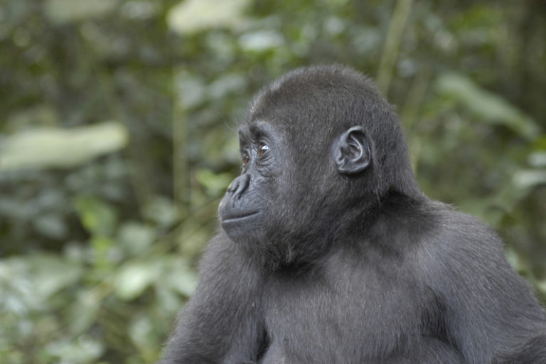 Baby western lowland gorilla, Cameroon. Image by Alan Duncan Hamilton via Flickr (CC BY-NC-ND 2.0)