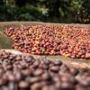 Coffee drying outside the house of Abdul Kadeem in Manyate Village on the outskirts of Harenna Forest. Photo by Nathan Siegel for Mongabay.
