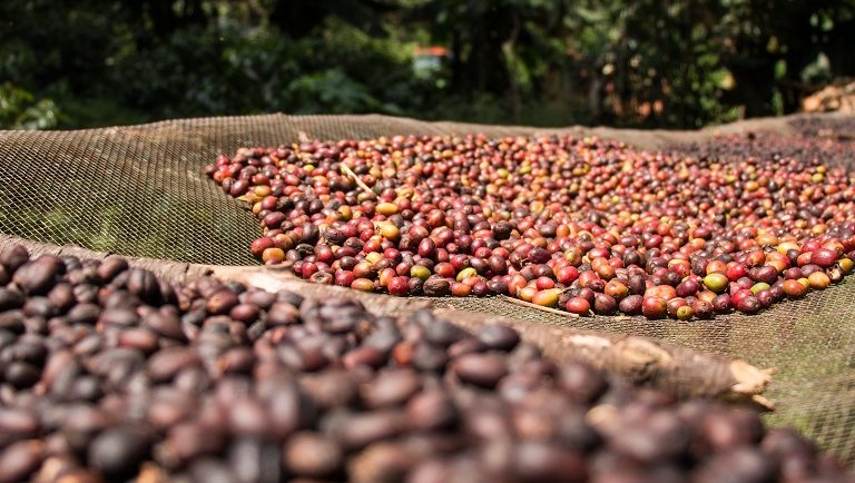 Coffee drying outside the house of Abdul Kadeem in Manyate Village on the outskirts of Harenna Forest. Photo by Nathan Siegel for Mongabay.