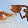 Farmers winnowing harvested rice.