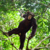 Chimpanzee