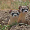 Endangered black-footed ferrets (Mustela nigripes). Image courtesy of Kimberly Fraser/USFWS.