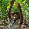 A farmer cuts cacao pods from the tree in Colombia.