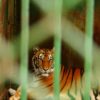 Captive tiger