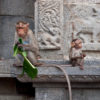 A mother and baby macaque.