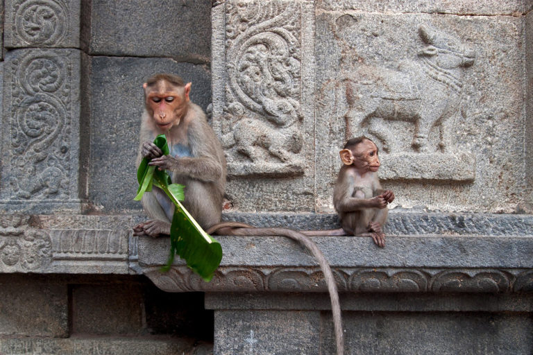 A mother and baby macaque.