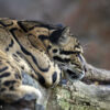 Clouded leopard