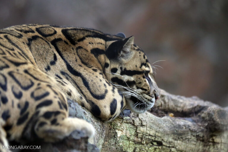 Clouded leopard