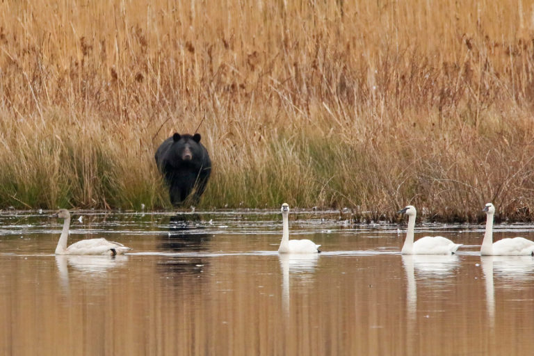 A black bear stands onshore looking at four tundra swans on the water.