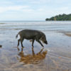 A bearded pig