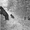 A black bear family cautiously attempting a road crossing. Photo by Bridget Donaldson, Virginia Transportation Research Council.