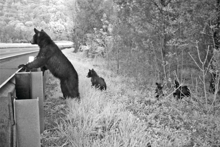 A black bear family cautiously attempting a road crossing. Photo by Bridget Donaldson, Virginia Transportation Research Council.