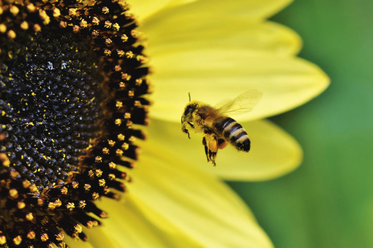 A flower and a bee