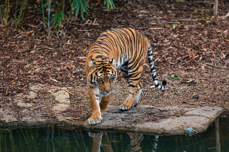 A Bengal tiger.