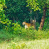 A Bengal tiger.