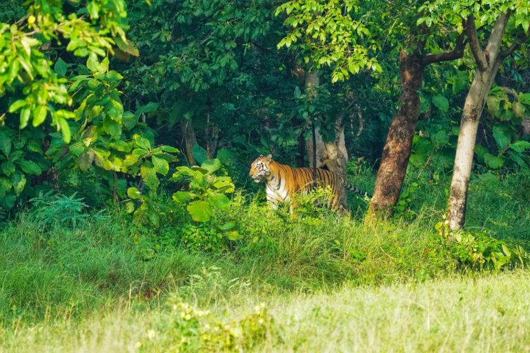 A Bengal tiger.