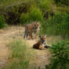 Tigers on a forest path.