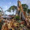 Deforestation in Côte d’Ivoire. Image credit: Mighty Earth