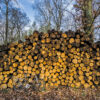 Logged trees for biomass in Bischofsheim, Germany.