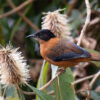 A rufous sibia, a bird commonly found in Nepal's forests.