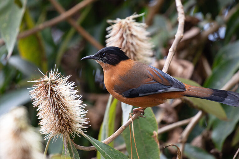 A rufous sibia, a bird commonly found in Nepal's forests.