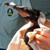 A bird rescued from the oil spill is cared for by personnel from the national wildlife agency, SERFOR. Image courtesy of SERFOR.