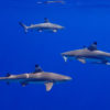 Blacktip sharks and remoras.