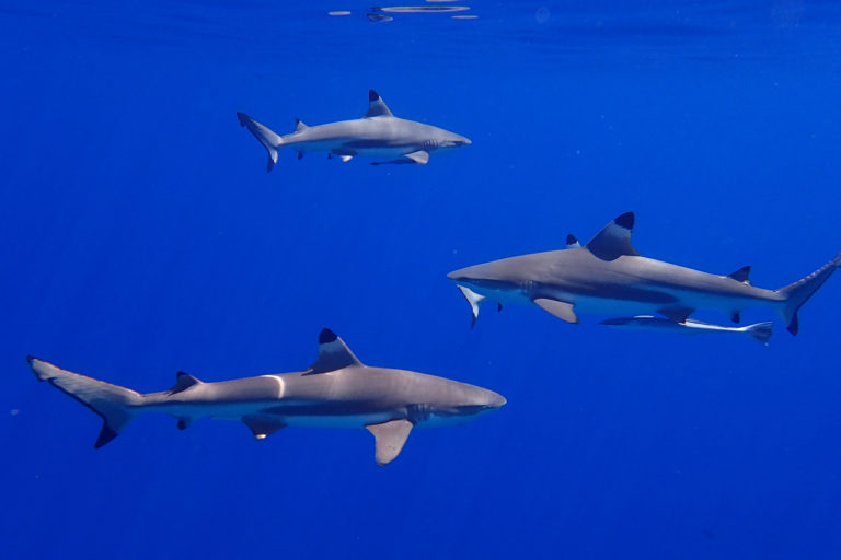 Blacktip sharks and remoras.