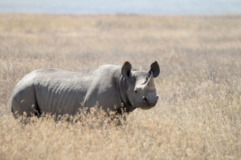 South-central black rhino standing in tawny grass. Image by Yoky via Wikipedia (CC BY-SA 3.0)