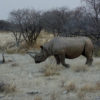 A black rhino in Etosha National Park, Namibia. Image by Sonse, via Wikimedia Commons (CC BY 2.0).