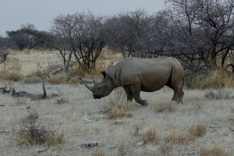 A black rhino in Etosha National Park, Namibia. Image by Sonse, via Wikimedia Commons (CC BY 2.0).
