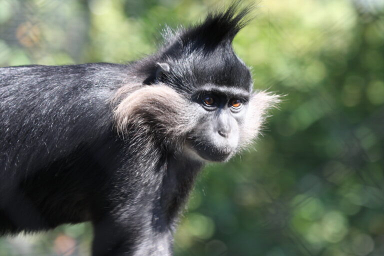 A close shot of a black mangabey monkey (Lophocebus.aterrimus) in 3/4 profile, showing off its grey whiskers and funky mohawk crest. Image by Nathan Rupert via Flickr (CC BY-NC-ND 2.0)