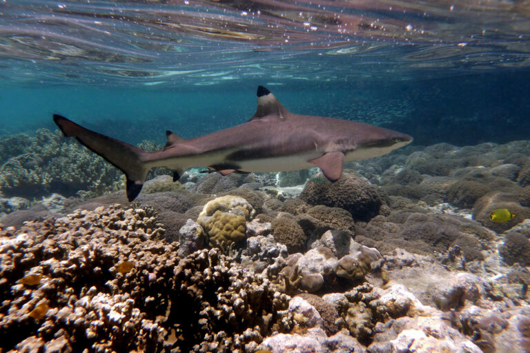 A blacktip reef shark (Carcharhinus melanopterus).